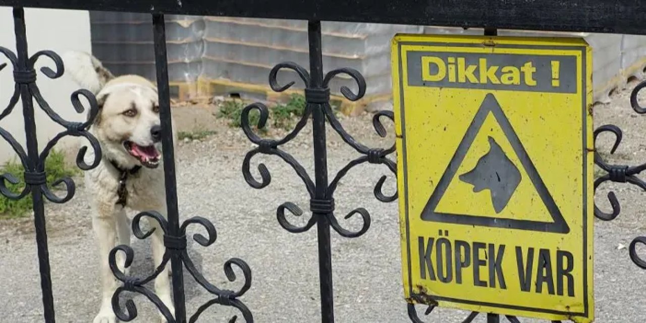 Samsun’da köpek saldırdı! Ölümden döndü