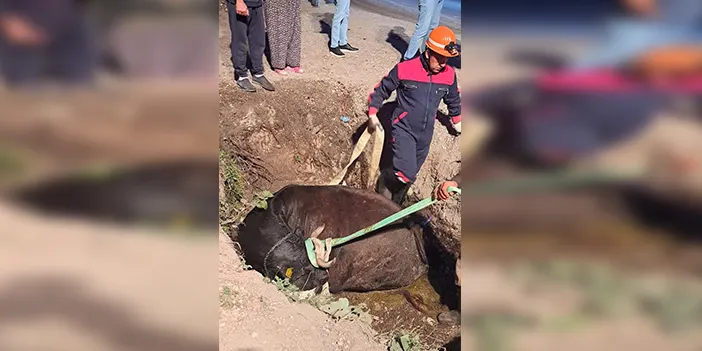 Bolu'da itfaiyeden inek kurtarma operasyonu!