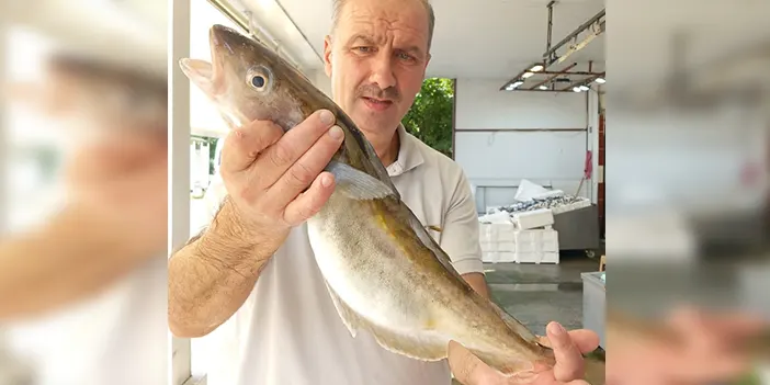 Ordu'da dev mezgidi gören şaşkına döndü