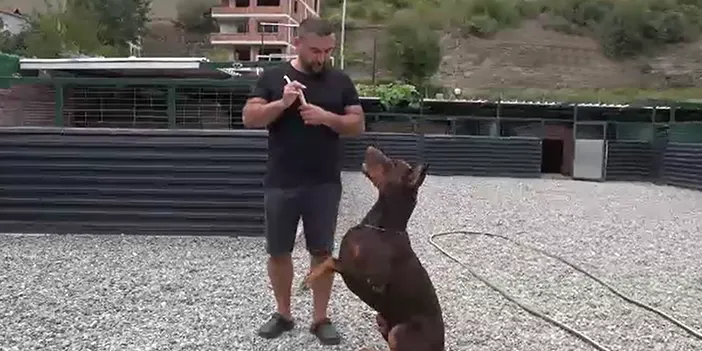 Samsun'da doberman çifliği kurdu! 40 aşkın ülkeye gönderiyor