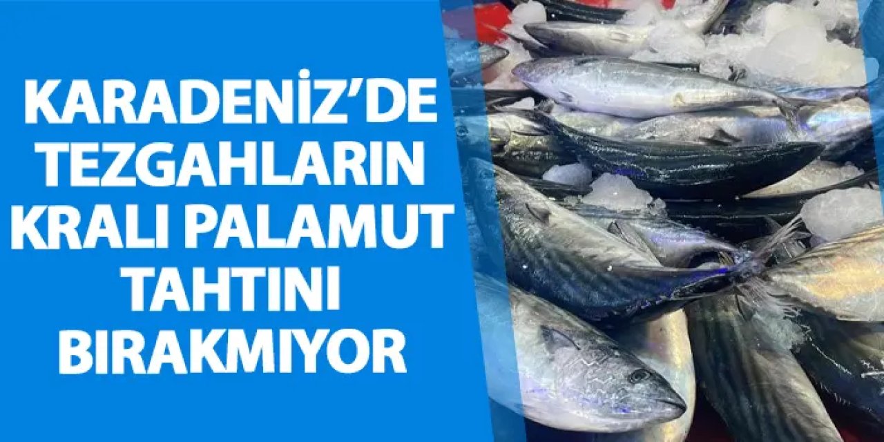 Karadeniz’de tezgahların kralı palamut tahtını bırakmıyor