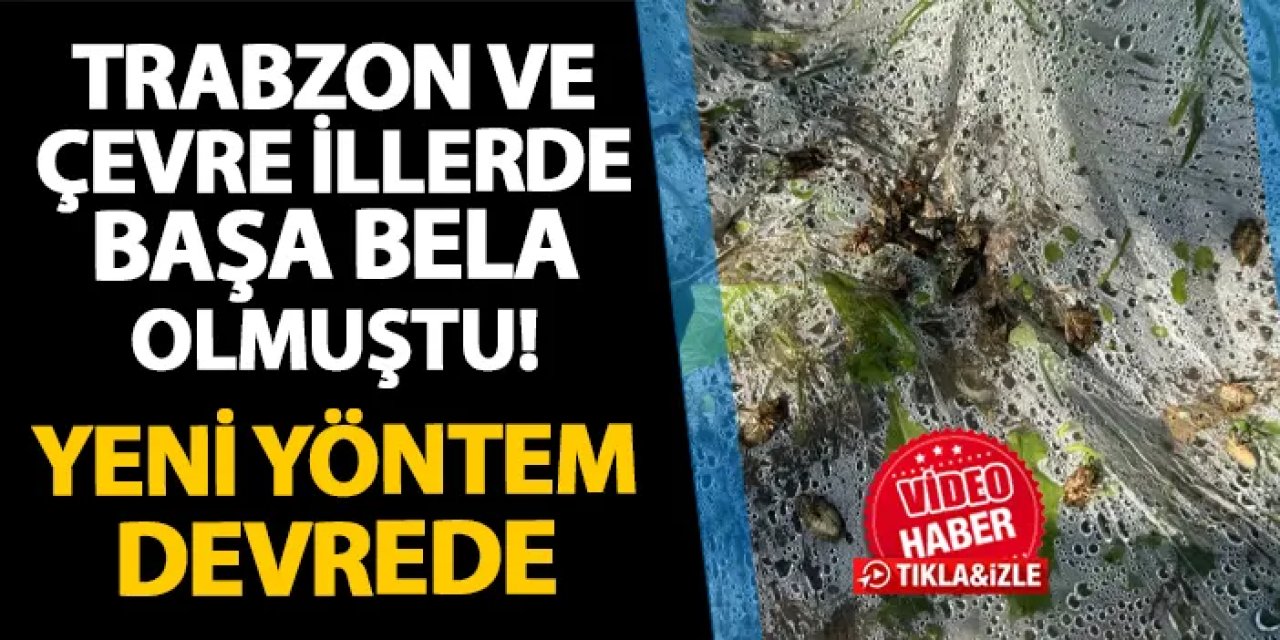 Trabzon ve çevre illerde başa bela olmuştu! Mücadelede yeni yöntem devrede