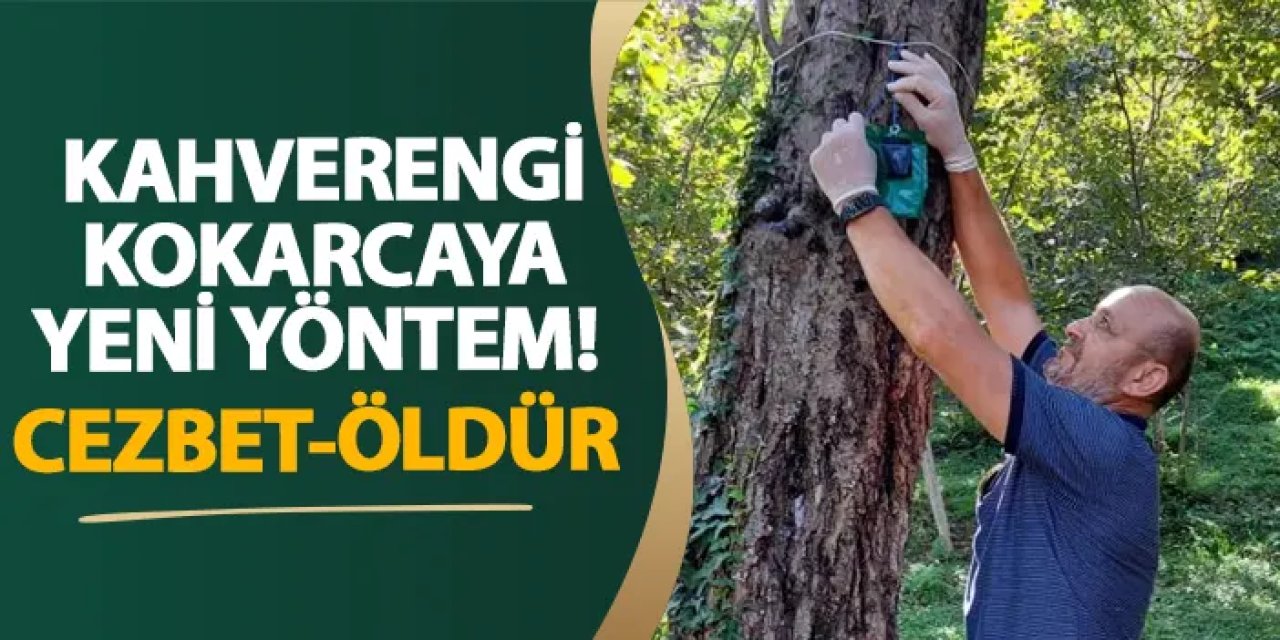 Giresun’dan kahverengi kokarcaya yeni yöntem! Cezbet-öldür