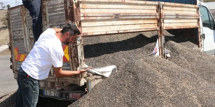 Samsun'da ayçiçeği hasadında sona gelindi! Kuraklık etkiledi