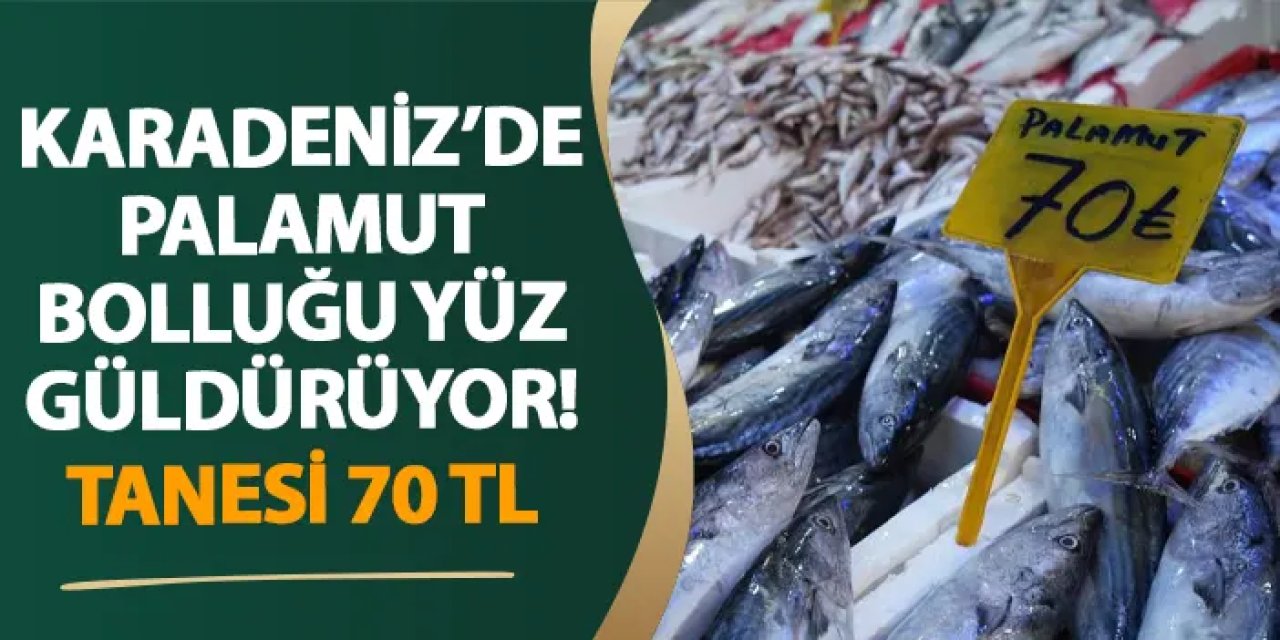 Karadeniz’de palamut bolluğu yüz güldürüyor! Tanesi 70 TL