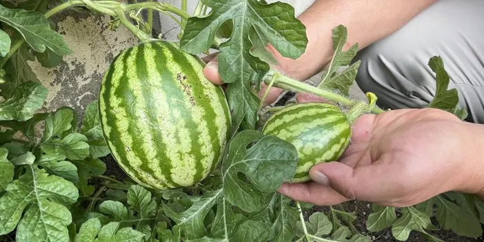 Sivas'ta yetişmeyen karpuz öyle bir yerde büyüdü ki!