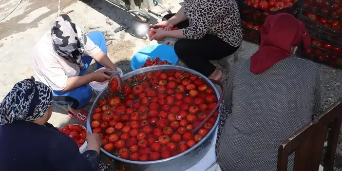 Samsun'da domatesler salçalık olarak dolapta yerini alıyor!