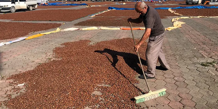 Giresun'da fındık telaşı her yeri sardı!