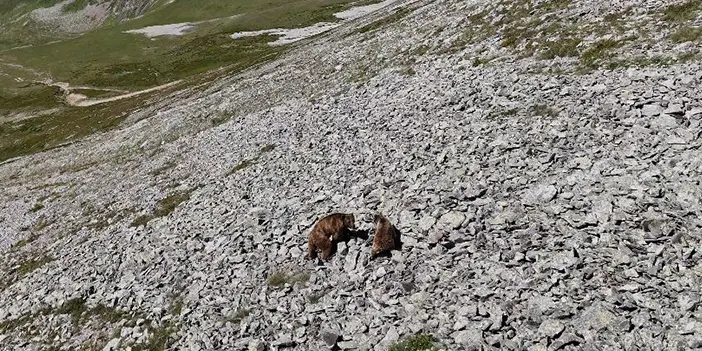 Artvin'de Arsiyan yaylasında ayı ve yavrusu turistleri karşıladı!