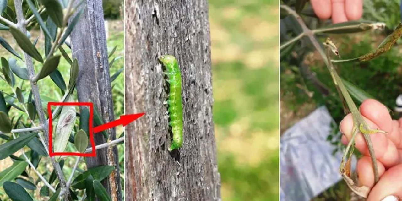 Samsun'da zeytin üreticisine kritik uyarı: "Yakarak yok edin"