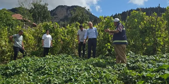 Giresun yeni daha sağlıklı kırmızı tatlı patatese el verişli!