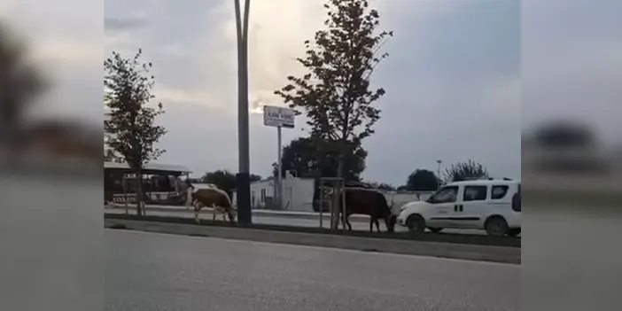 Bursa'da iki inek trafiğe çıktı! Sürücüler zor anlar yaşadı