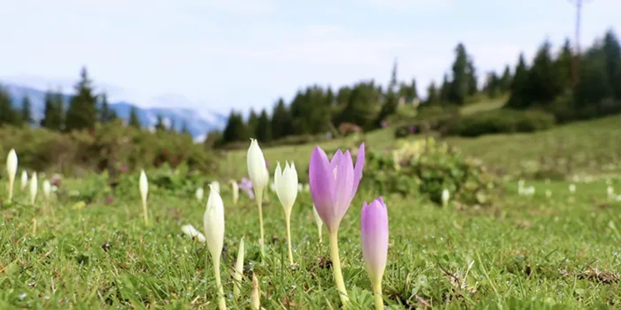 Trabzon'da "vargit" çiçekleri eşsiz manzaralar sunuyor