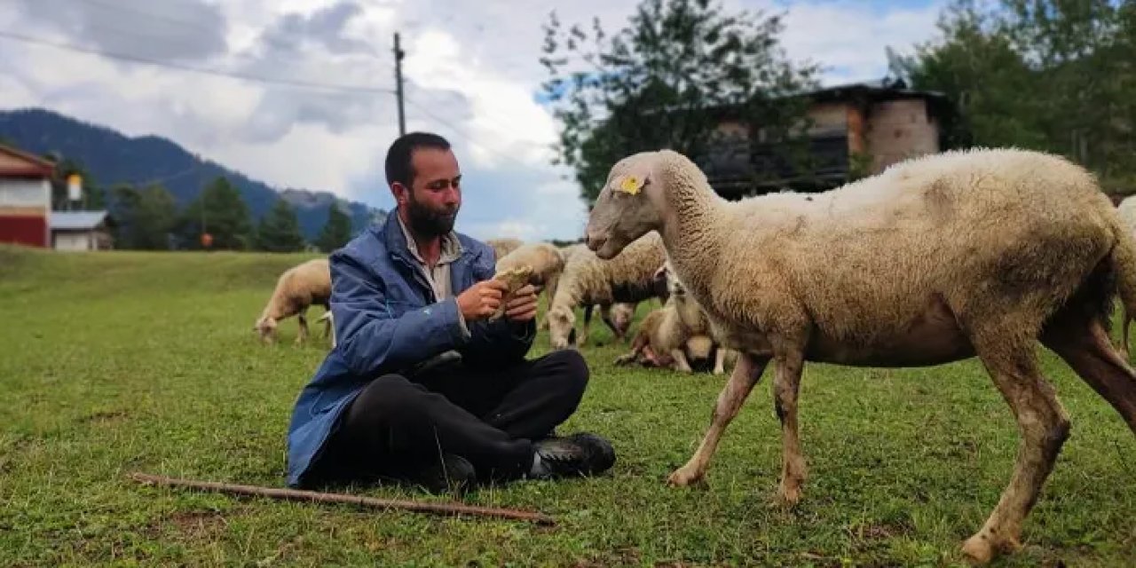 Artvinli genç kaymakam hayalini gerçekleştiremeyince çoban oldu!