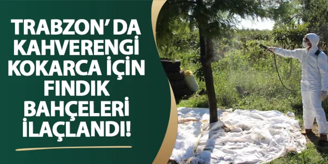 Samsun’da kahverengi kokarca için fındık bahçeleri ilaçlandı!