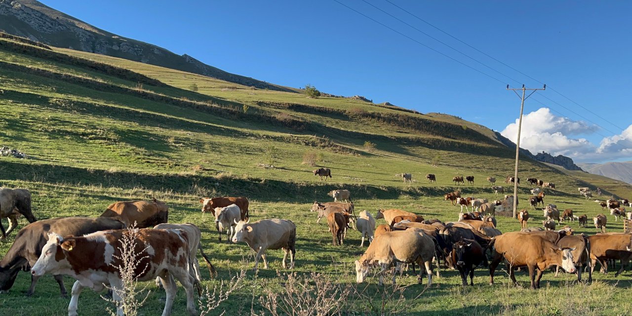 Artvin'de sonbaharın ilk uğradığı köy! Yüksek rakımda renk cümbüşü