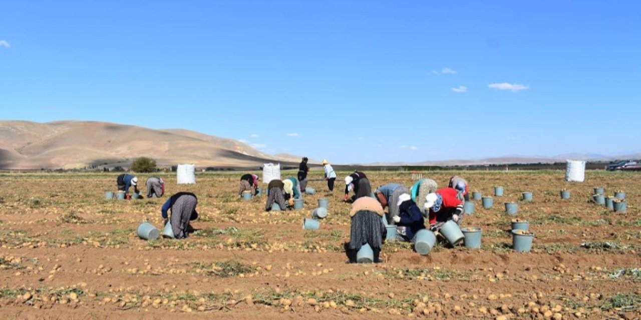 Bayburt'ta 2 bin 500 dönümlük arazide patates hasadı!