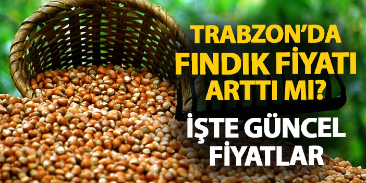 Trabzon'da fındık fiyatları arttı mı? İşte güncel fındık fiyatı