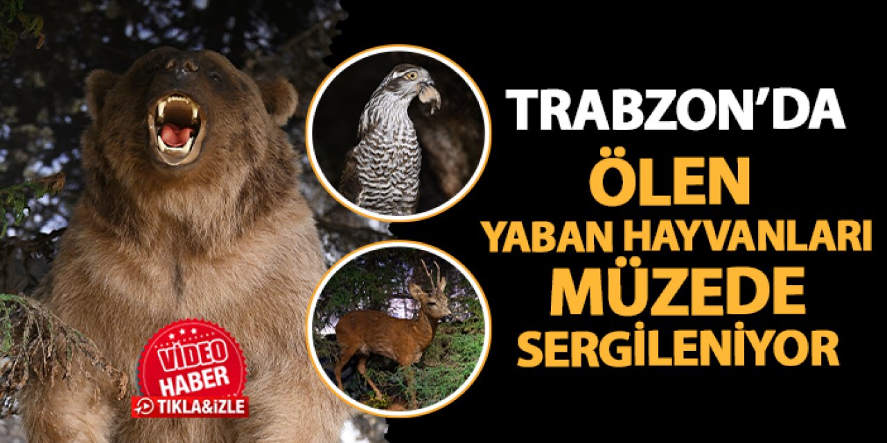 Trabzon'da ölen yaban hayvanları müzede sergileniyor