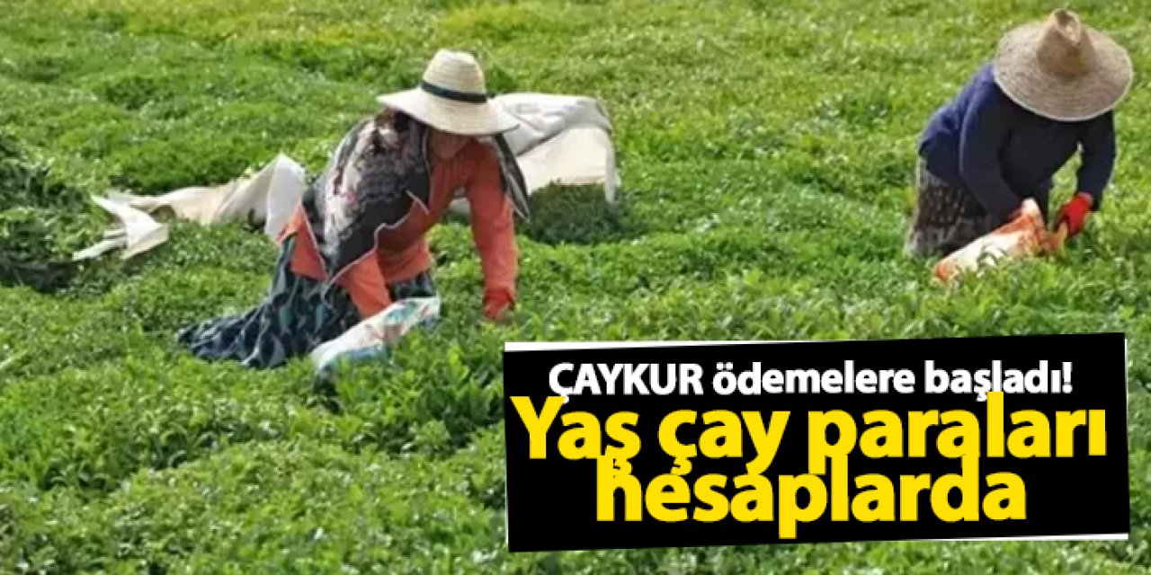 ÇAYKUR ödemelere başladı! Yaş çay paraları hesaplarda