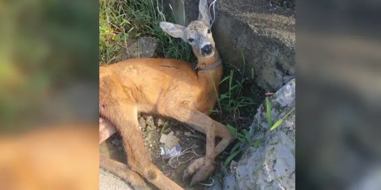 Giresun’da yaralı karaca tedavi altına alındı