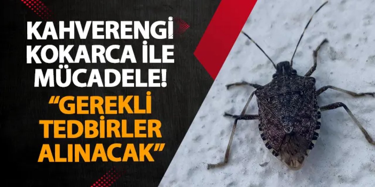 Ordu’da kahverengi kokarca ile mücadele sürüyor! “Gerekli tedbirler alınacak”