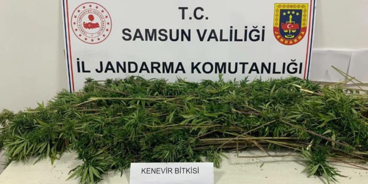 Samsun'da 304 kök kenevir ele geçirildi! 2 kişi gözaltında