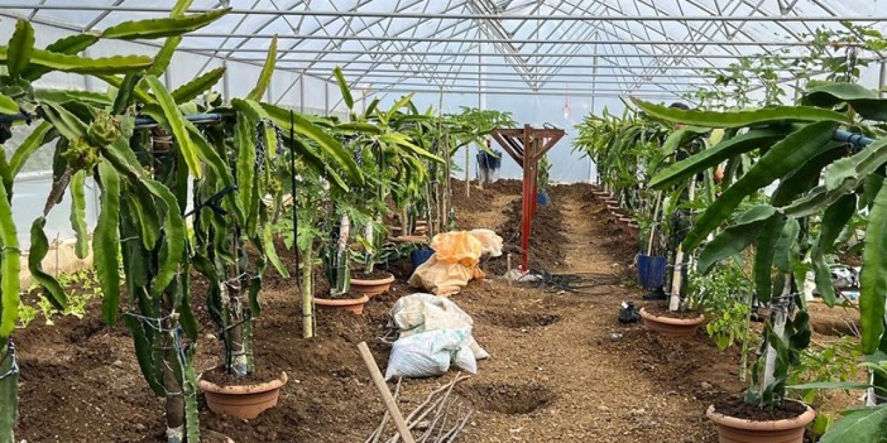 Giresun'da ejder meyvesi ve papaya yetiştiriciliği  denemeleri başladı