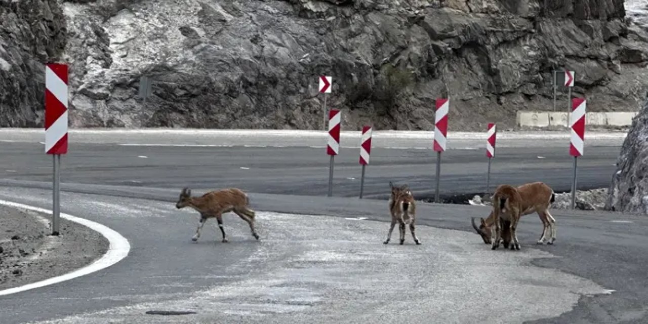 Giresun’da yaban keçileri yola indi