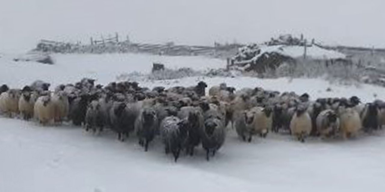 Artvin'de yağan kar çobanları zor durumda bıraktı!