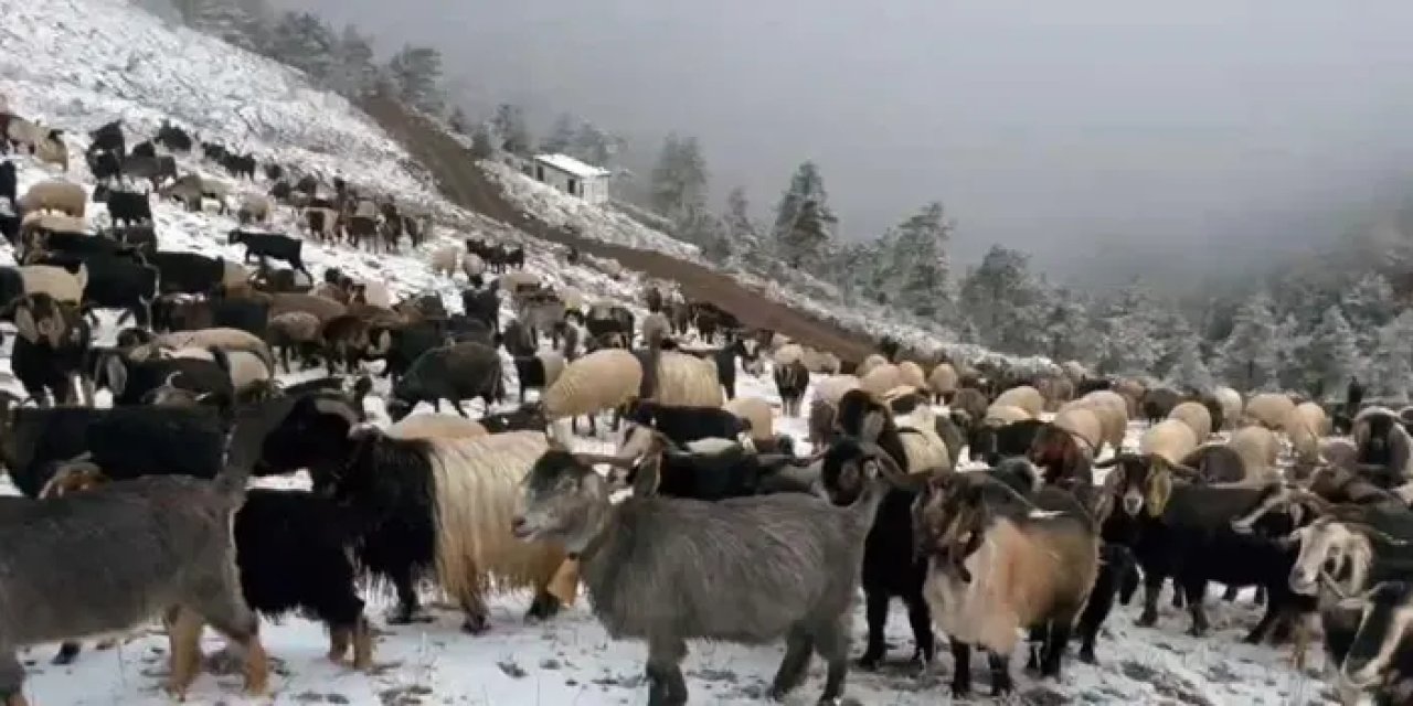 Giresun yaylalarından kar sonrası zorlu dönüş başladı!