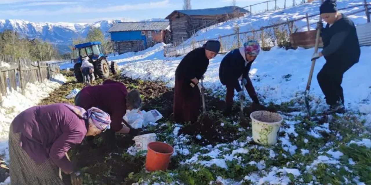 Artvin’de kar altında patates hasadı