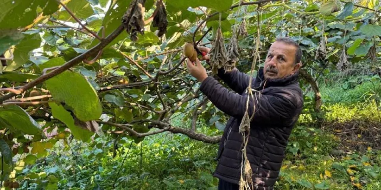 Trabzon’un Sis Dağı’nda kivi mesaisi başladı!