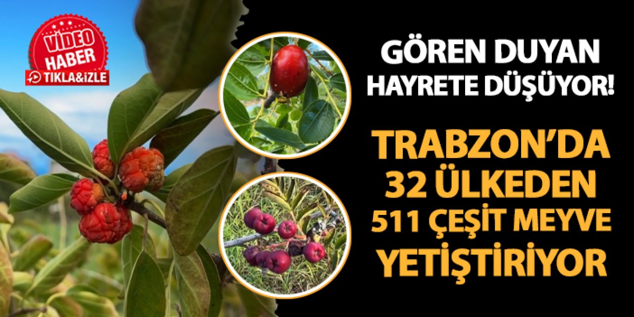 Gören duyan hayrete düşüyor!  Trabzon'da 32 ülkeden 511 çeşit meyve yetiştiriyor