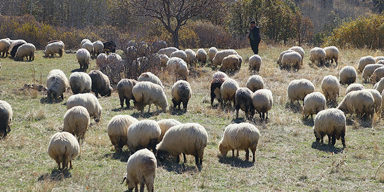 Bayburt'ta göçerlerin zorlu dönüş yolculuğu: Karadeniz yaylalarından köylere uzanıyor