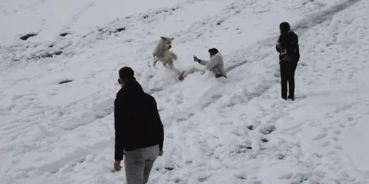 Rize Ayder’de karda kayanlarla oynayan köpek eğlendirdi