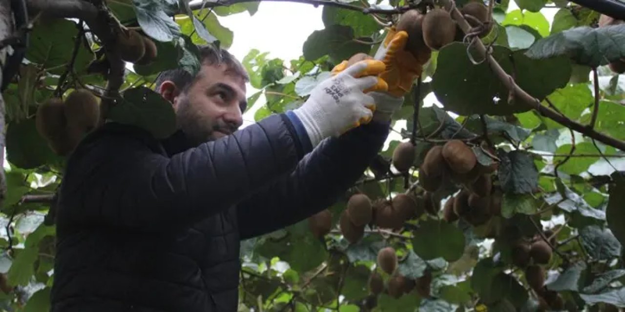 Samsun’da kivi hasadına başlandı