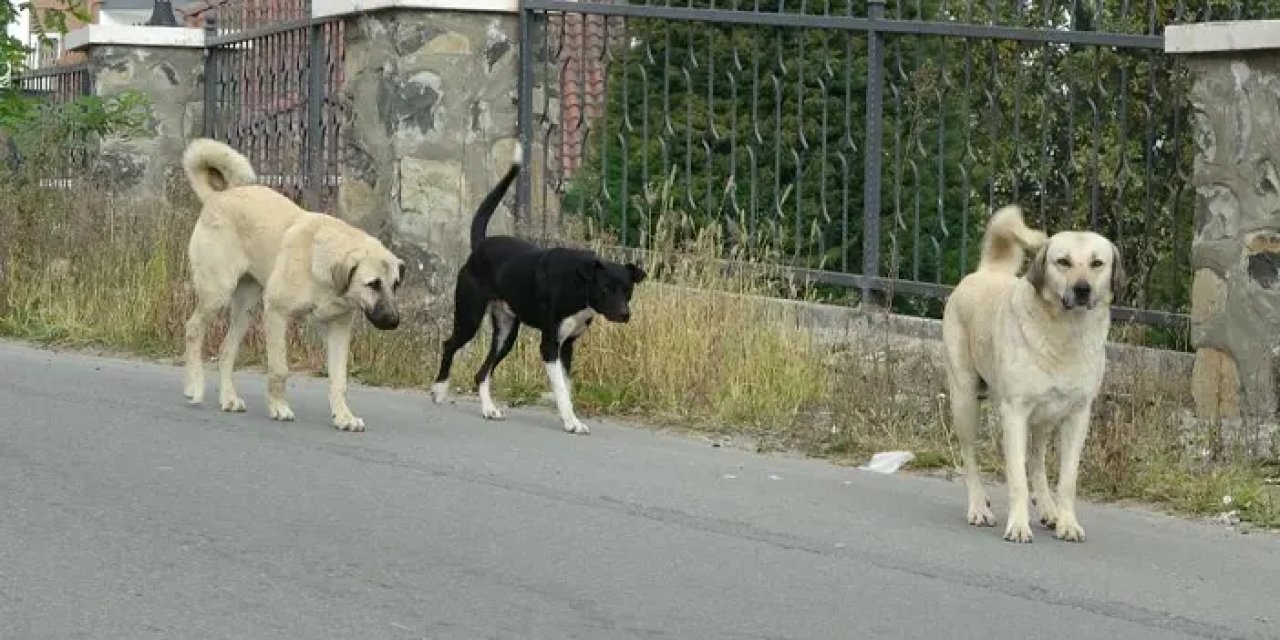 Ordu’da sokak köpekleri dehşet saçtı! Bir kişi bacağından yaralandı