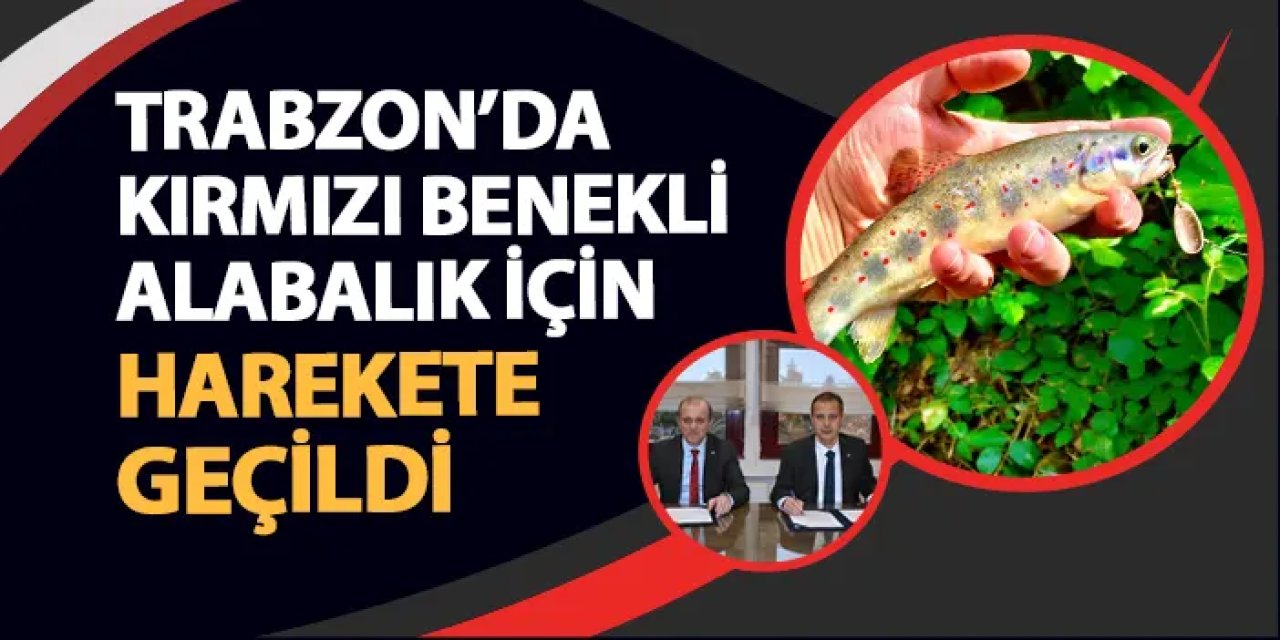 Trabzon'da kırmızı benekli alabalık için harekete geçildi: 5 yıllık proje devreye sokuldu