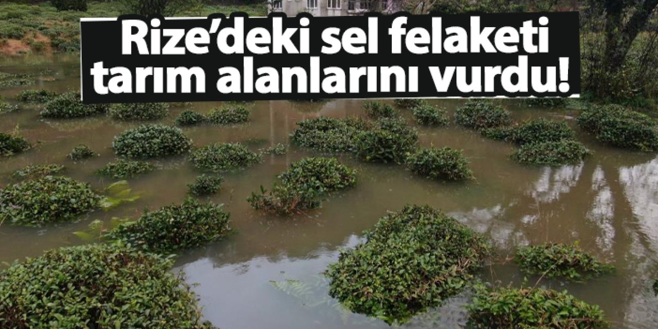 Rize’deki sel felaketi tarım alanlarını vurdu!