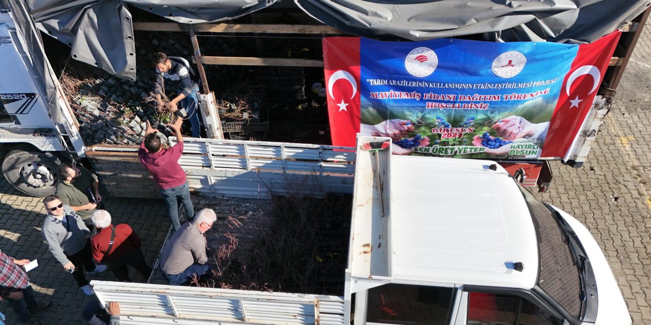 Giresun'da Maviyemiş üretimi artıyor