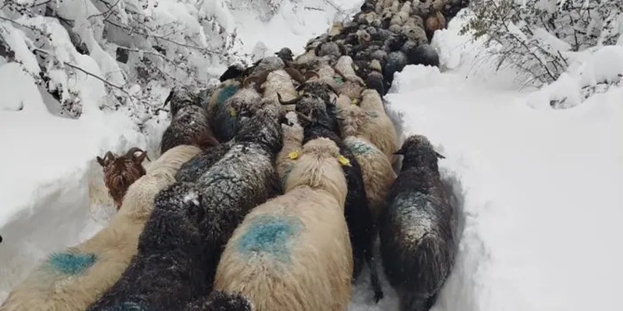 Artvin'de besicinin zorlu kar yolculuğu