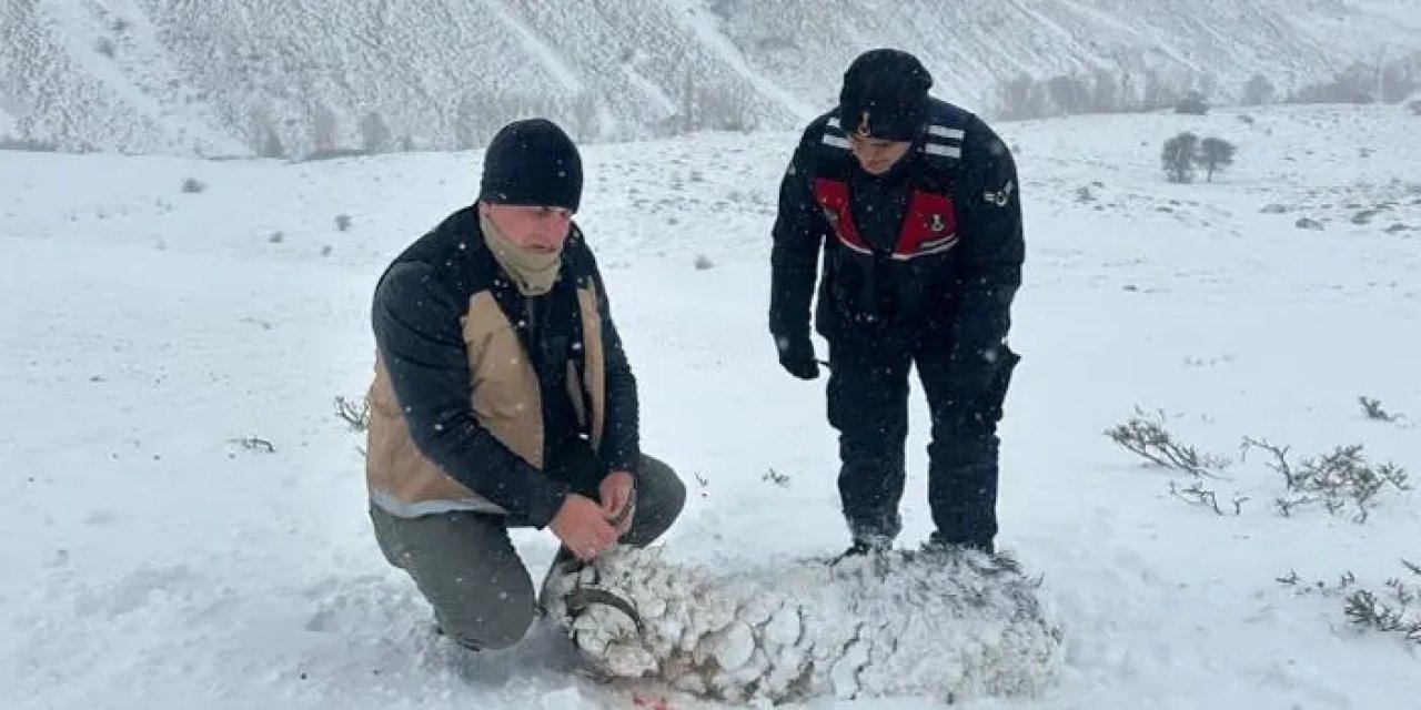 Bayburt’ta soğuk ve tipi can aldı! 200 hayvan telef oldu