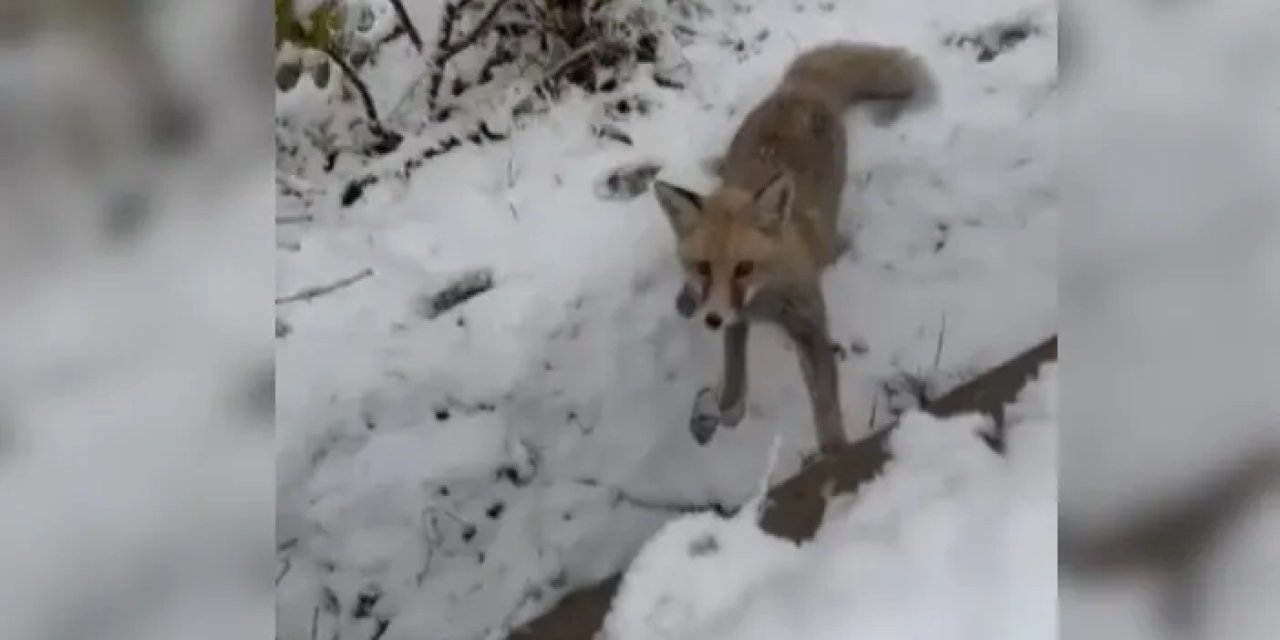 Gümüşhane’de tilki sitenin bahçesini mesken edindi!