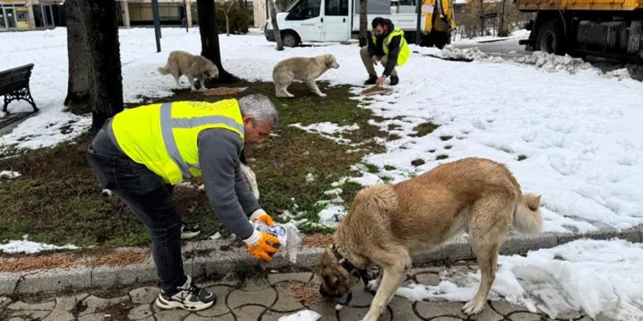 Ordu’da sokak hayvanlarına 24 ton mama!