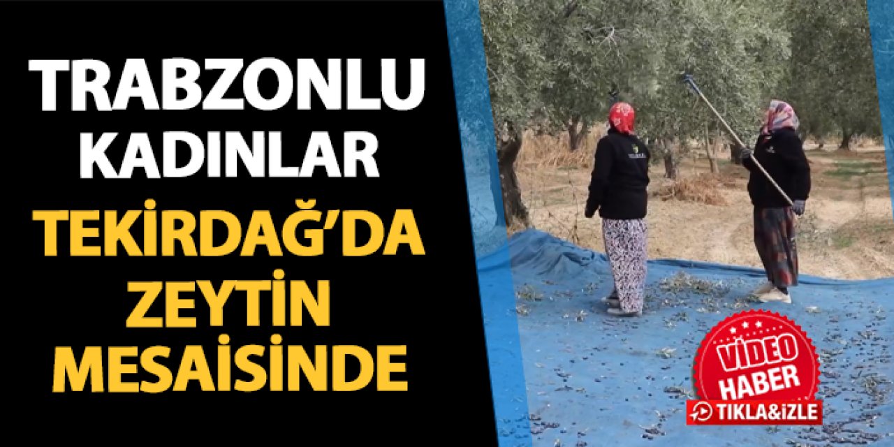 Trabzonlu kadınlar Tekirdağ'da zeytin mesaisinde