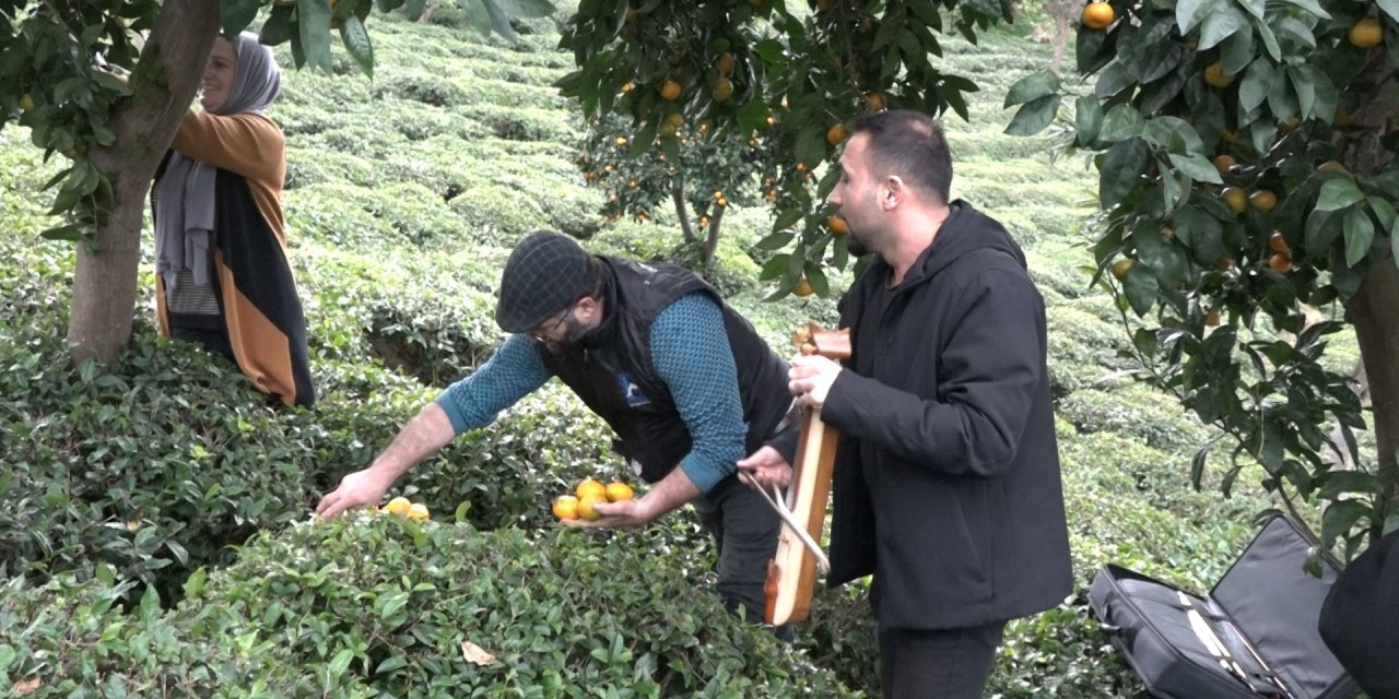 Mandalinayı kemençe eşliğinde hasat ettiler