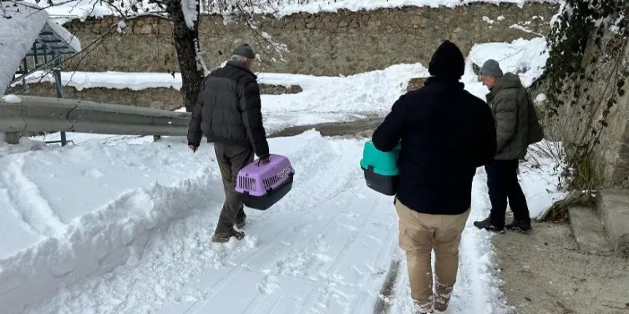 Artvin’de mahsur kalan kedilerin imdadına koşuldu!