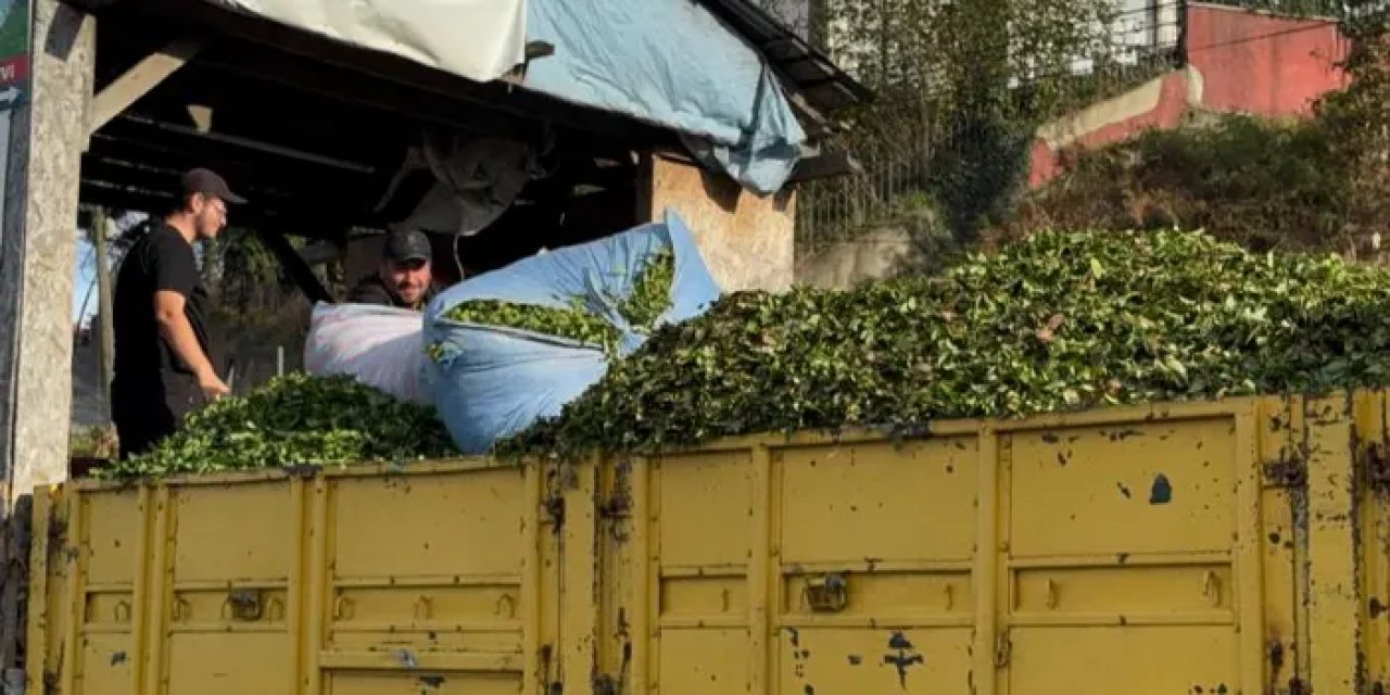 Rize’de kış geldi çay sezonu bitmedi! Dördüncü sürgün bereketi