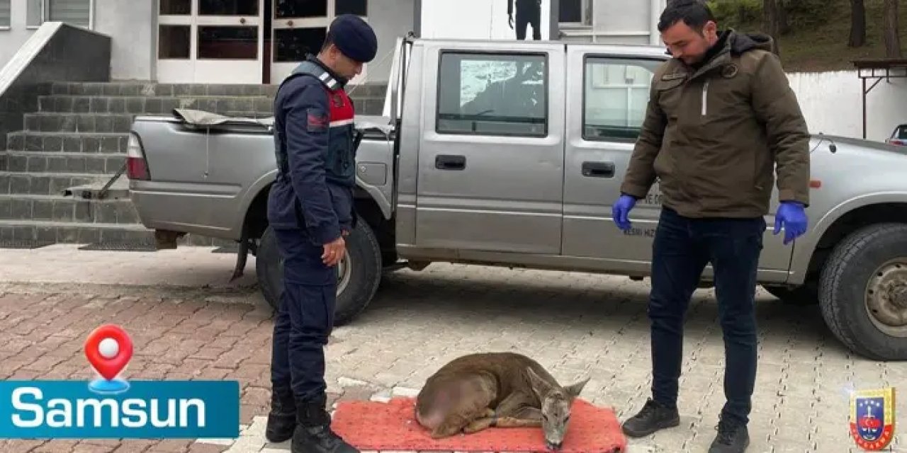 Samsun’da jandarmadan yaralı karacaya yardım